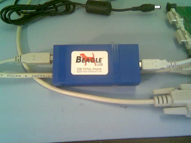 beagle